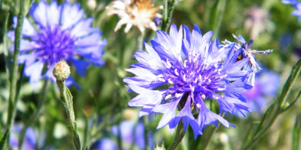 Василек — выращивание популярного растения с трогательными цветками