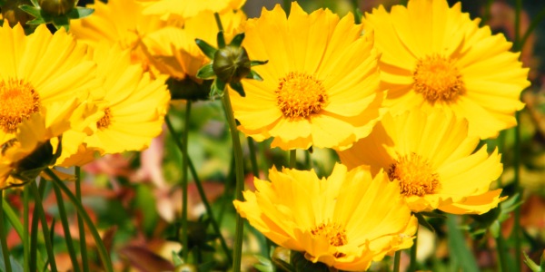 Кореопсис: посадка и выращивание прекрасного цветка для создания ярких и солнечных акцентов в саду