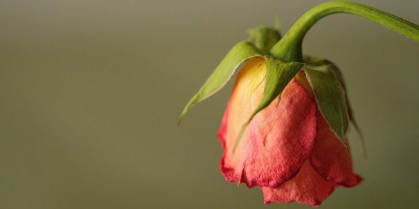 Ботритис на розах