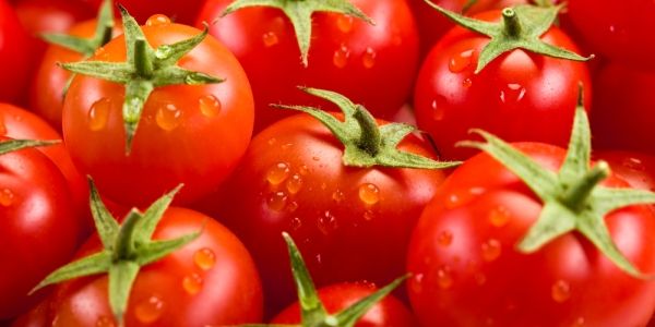 Вторая жизнь пасынков помидоров