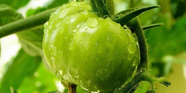 Снимать ли помидоры зелеными