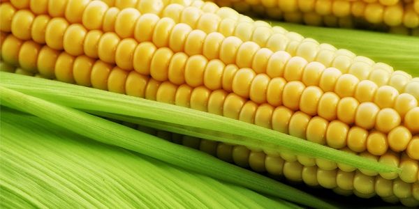 Кукуруза в средней полосе