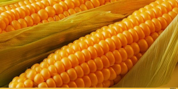 От чего зависит рослость кукурузы