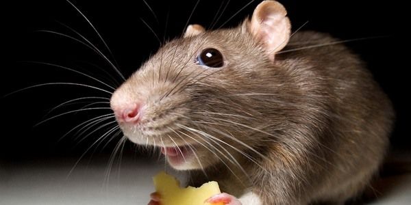 Крысы или мыши жрут корнеплоды