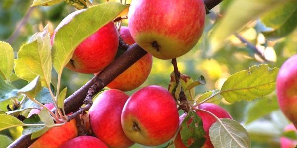 Поднятие корневой шейки у яблони
