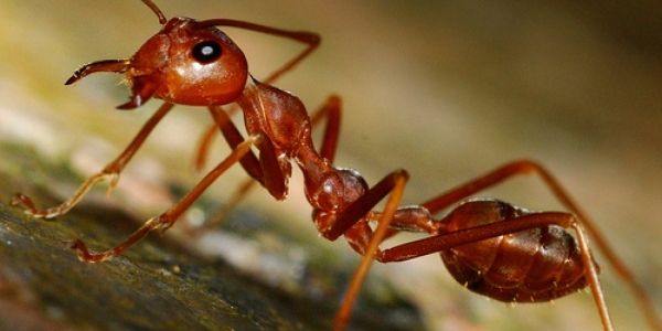 Уничтожить муравьев как класс