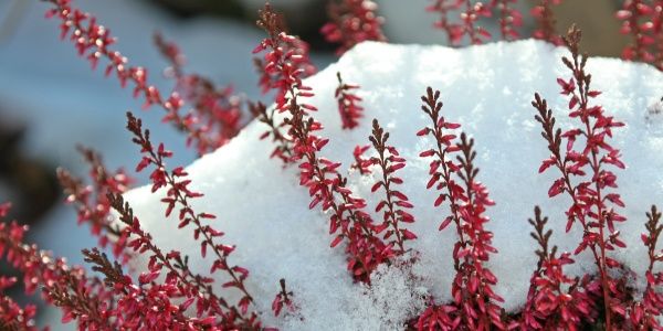 Влияние почвы на зимовку растений