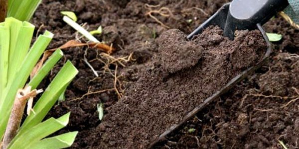 Как узнать кислотность почвы