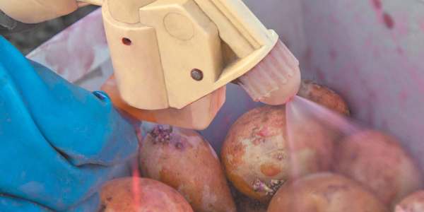 Защита картофеля от вредителей и болезней