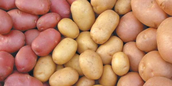 Уборка картофеля и условия его хранения