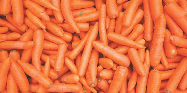 Морковь – описание культуры и полезные свойства