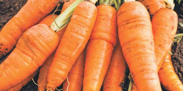 Лучшие сорта моркови и их описания