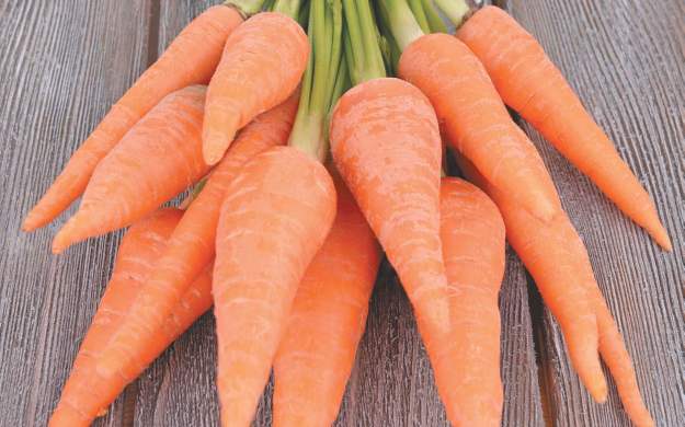 Позднеспелые сорта моркови