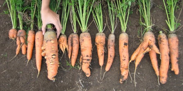 Борьба с болезнями и вредителями моркови