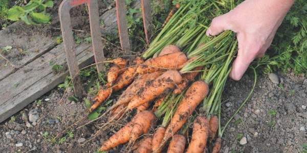 Способы уборки и зимнее хранение моркови