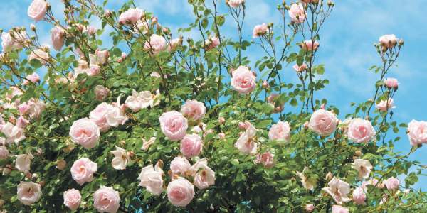 Условия выращивания роз. Способы размножения и уход
