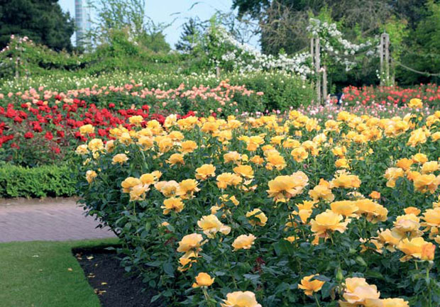 Розовый сад — квинтэссенция романтики