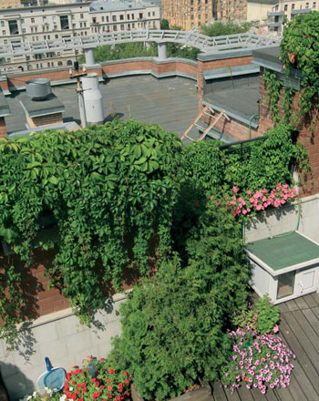 Уединенный оазис — озелененная крыша в городе