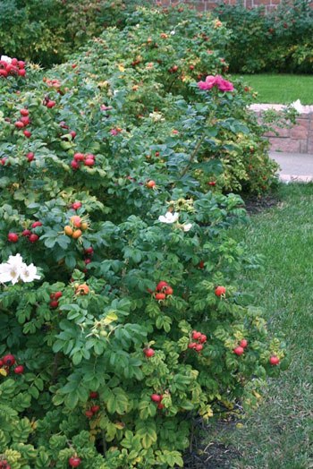 Сортовая роза морщинистая декоративна и неприхотлива в уходе