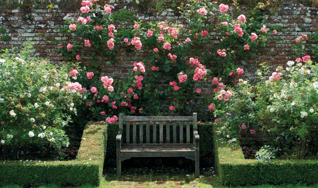 Плетистые и парковые розы в оформлении места отдыха