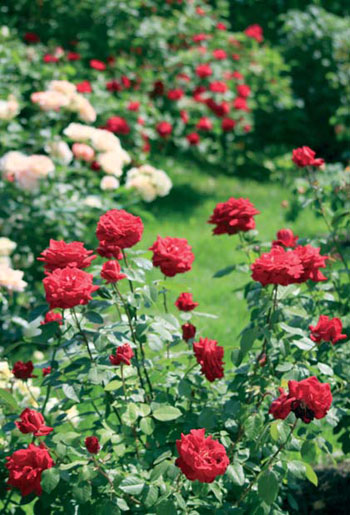 Обширная коллекция роз на участке потребует большого ухода