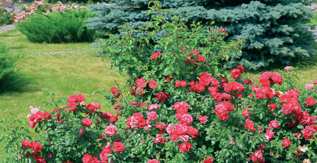 Розы «Colossar Meidiland» — классическое сочетание красного цвета и дополнительного к нему — зеленого