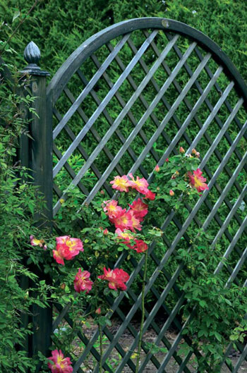 Шрабы и плетистые розы отлично смотрятся на фоне садовой решетки