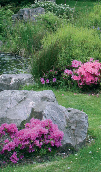 Использование рододендронов в каменистом саду добавляет весной ярких красок