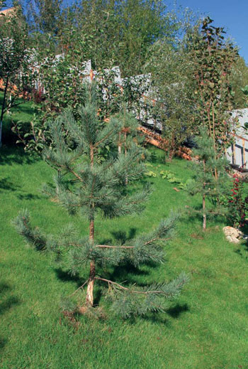 Многие древесные растения способны закреплять склон своими корнями