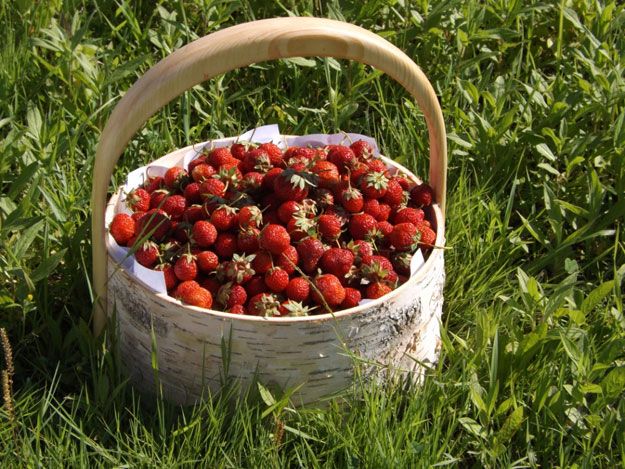 Земляника является очень полезной для здоровья ягодой