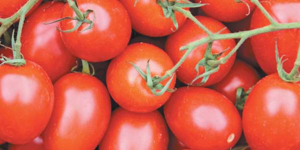 Лучшие сорта томатов для теплиц и открытого грунта