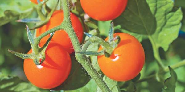 Условия для выращивания томатов