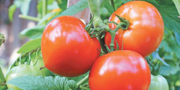 Выращивание томатов в защищенном грунте, теплице