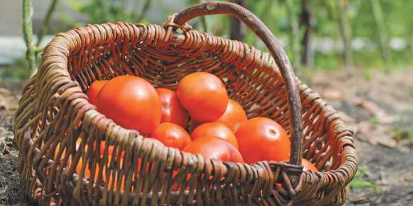 Сбор, хранение и переработка урожая томатов