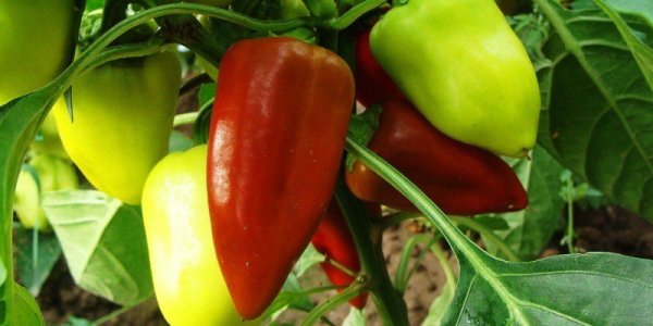 Условия для выращивания перцев