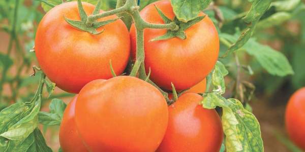 Томаты и помидоры: техника посадки, ухода