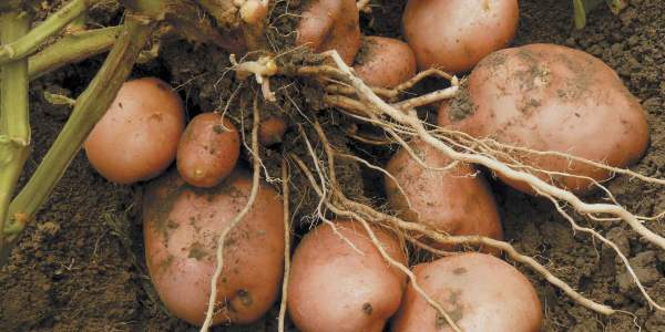 Посадка картофеля. Выращивание сверхурожая