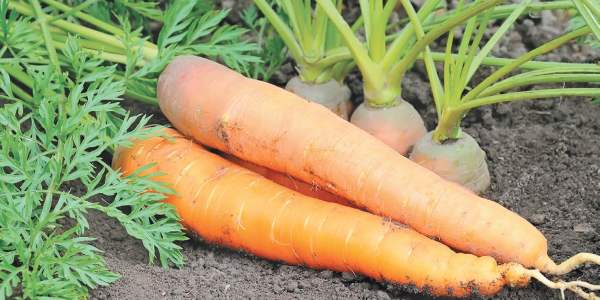 Выращивание моркови на огороде