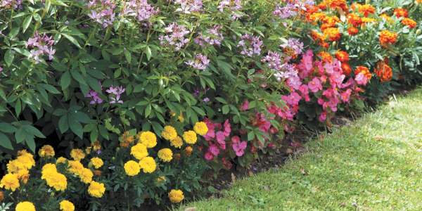 Советы по подбору растений в цветник