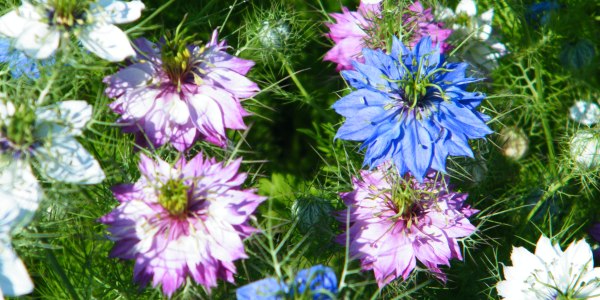 Цветок нигелла — садовая красавица в кружевных нарядах