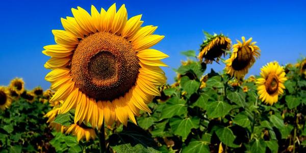 Выращивание подсолнечника — цветка солнца