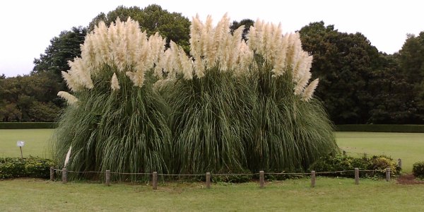 Пампасная трава или кортадерия — королева среди декоративных трав