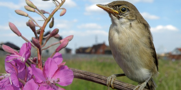 Как защитить урожай от птиц?