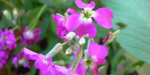 Левкой — цветок для классических садов. Посадка, выращивание и уход